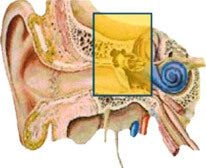 Bio image of Conductive Hearing Loss